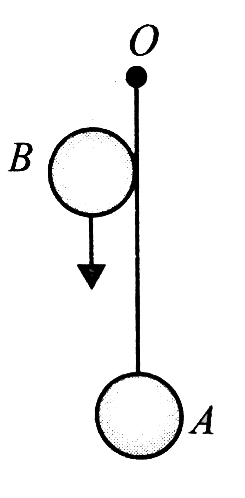A small steel ball A is suspended by an inextensible thread of length l= 1.5 m from O. Another identical ball is thrown vertically downwards such that its surface remains just in contact with thread during downward motion and collides elastically with the suspended ball. If the suspended ball just completes vertical circle after collision, calculate the velocity (in cm//s) of the falling ball just before collision (g = 10 m s^(-2)).
