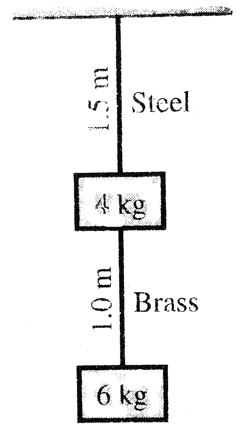 Two wires of diameter 0.25 cm, one made of steel and other made of brass, are loaded as shown in the figure. The unloaded length of the steel wire is 1.5 m and that of brass is 1.0 m. Young's modulus of steel is 2.0 xx 10^(11)Pa and that of brass is 1.0 xx 10^(11) Pa. Compute the ratio of elongations of steel and brass wires. (/\l(