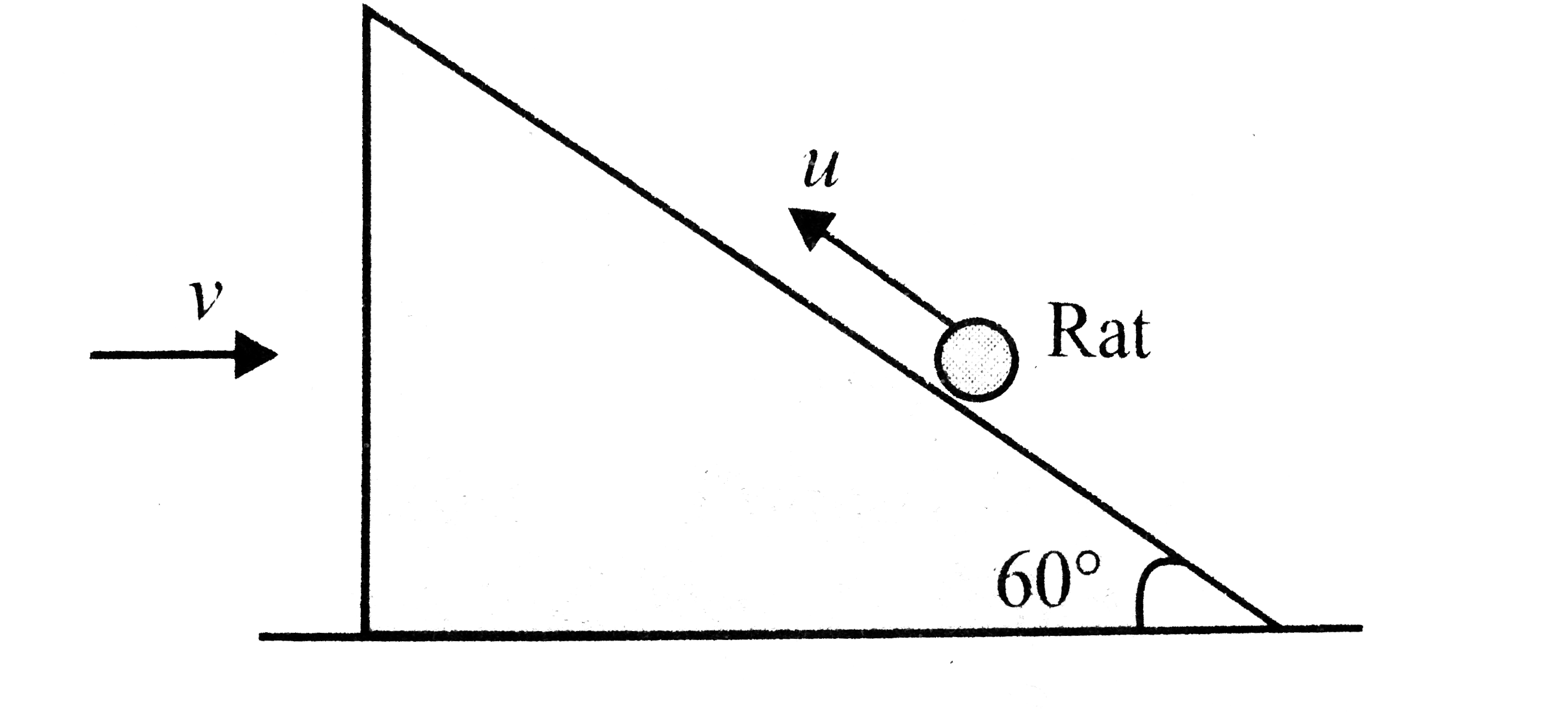 A wedge is placed on a smooth horizontal plain and a rat runs on its sloping side. The velocity of the wedge is v=4ms^(-1) towards the right. What should be the velocity of the rat with respect to the wedge (u), so that the rat appears to ,move in the vertical direction to an observer stading on the ground?