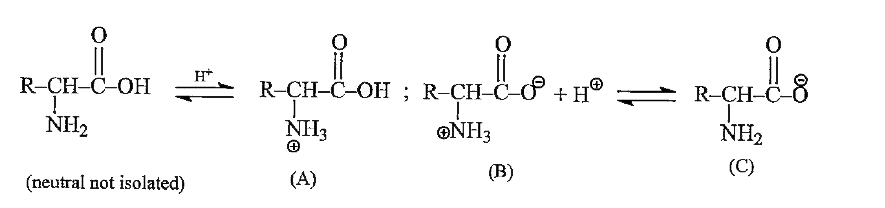 Every amino acid has a carboxyl group and an amino group, and each group can exist in an acidic form or a basic form depending on the pH of the solution in which the amino acid is dissolved. The carboxyl groups of the amino acids have pKa values of approximately 2, the protonated amino group have pK(a) values near 9. Therefore, in a very acidic solution (pH near zero), both groups will be in their acidic forms. At a pH of 7, (which is greater than the pK(a) of the protonated amino group), the carboxyl group will be in its basic form and the amino group will be in its acidic form. In a strongly basic solution (say pH=11), both groups will be in the basic form.      Form C(anionic) of an amino acid exists in