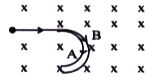 Two charged particles A and B enter a uniform magnetic field with velocities normal to the field. Their paths are shown in the figure. Which of the following is not possible ?