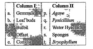 Match the columns and select the correct options.