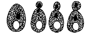 Identify the organism and find out the mode of  reproduction.