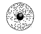 Identify the figure and find out the  correct answer.