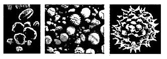 The following picture is showing the amazed variety of architecture (sizes, shapes, designs) seen on the pollen grains from different species.     These micrographs are taken by