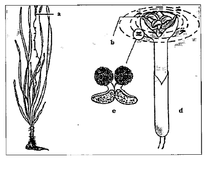 The given figure show the pollination by water in  Vallisneria. Find out the correct matching.