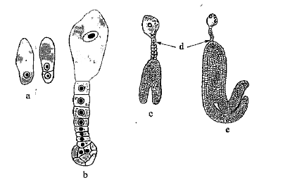 Recognise the figure and find out the correct matching.