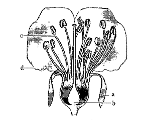 Identify correctly the labels a, b, c and d in the figure of typical flower.