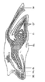 In L.S. embryo of grass, which option shows correct labelling.