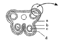 In the given figure, identify a group of compactly arranged  homogenous cells in young anther.