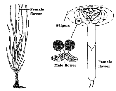 The following figure represents