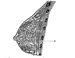 In the given figure, structure 'a' represents