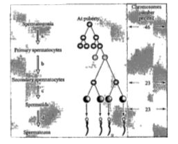 Recognise the figure and find out the correct matching.