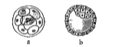 Recognise the figure and find out the correct matching.