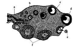 Identify the correct labellings in the diagram.