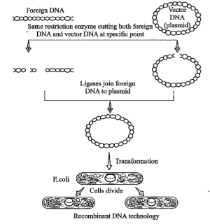 A-foreign DNA , B - Vector DNA , C- Transformation , D- RDNA Technolog