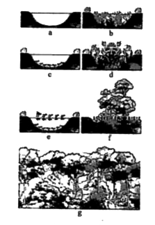 Identify the correct sequence of the stages in 1^(@) hydrarch succession.