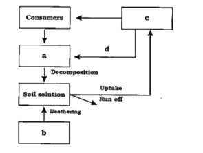 Given below is a simplified model of phosphorus cycling in a terrestrial ecosystem with four blanks (a-d). Identify the blanks.