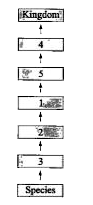 In the following flow diagram, identify the correct categories according to the taxonomic hierarchy..       (a) Primata, diptera and.carnivora belong to category 'l'.   (b) Petunia, Datura and Solanum belong to same category “2'.   (c) Angiospermae belongs to category '4'.   (d) Man and dog show maximum similarity at category '5'.   (e) Category 3' is same for lion, tiger and leopard.   Select the correct statements: