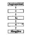 Recognise the following flow diagram and find the correct options according to taxonomic hierarchy.