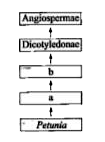 Recognise the following flow diagram and find the correct option according to taxonomic hierarchy.