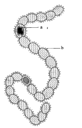 Anabaena, a-Heterocyst, b-Gelatinous sheath