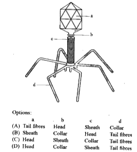 Given is a diagram of a bacteriophage. In which one of the options all the four parts, a, b, c and d are correct