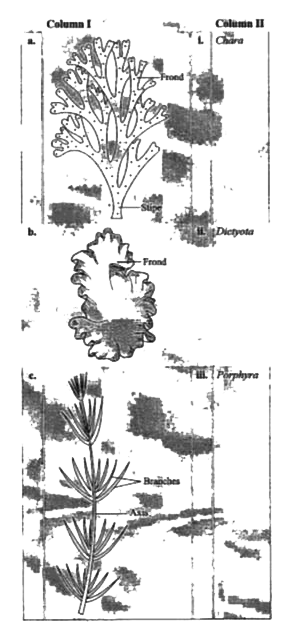 ocr_image