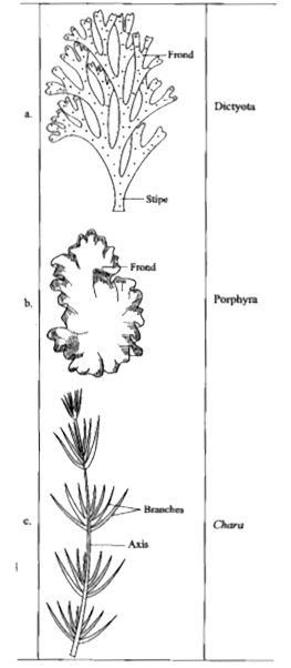 ocr_image