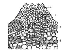 a-epidermis, b-complimentary cells, c- phellogen, d-phelloderm