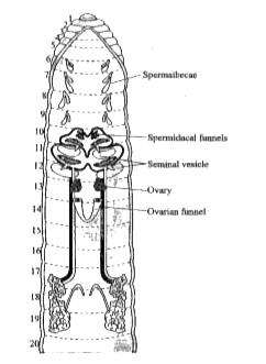 a-seminal vesicle, c-ovary, e-spermathecae, b-ovarian funnel, d-spermi