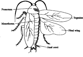 a-tegmina, b-anal cerci, c-mesothorax, d-pronotum, e-hind wing