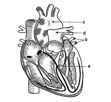 From lungs, the oxygenated blood is pumped into the heart by