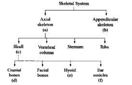 Recognise the figure and find out the number of bones in specified regions a, b, c, d, e and f.