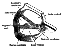ocr_image