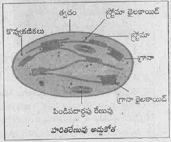 పటం పరిశీలించి క్రింది ప్రశ్నలకు సమాధానాలు రాయండి .  a ) పటంలో  చూపించిన కణాంగము ఏ క్రియను నిర్వహిస్తుంది?  b ) ఈ  కణాంగము ఏ భాగాలలో ఉంటుంది?  c ) ఈ  కణాంగములోని ప్రధానభాగాలు ఏమిటి ?  d ) ఈ  కణాంగములో సంశ్లేషణ చేయబడు పదార్థం ఏమిటి?