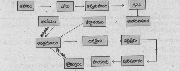 క్రింది ఉన్న ఫ్లోచార్ట్ ని గమనించి క్రింది ప్రశ్నలకు సమాధానాలు రాయండి.   

 a ) ఈ ఫ్లోచార్ట్ ఏ జీవక్రియను వివరిస్తుంది?
 b )మానవుని జీర్ణవ్యవస్థలో  ఆహరం జీర్ణమయే ప్రాంతాలు గుర్తించండి. 
 c ) ఫ్లోచార్ట్ లో ఉదాహరించబడిన గ్రంధులు, వాటి జీర్ణరసాలు తెలపండి. 
 d ) జీర్ణవ్యవస్థలో ఆహరం శోషణ చెందే ప్రాంతము ఏది?