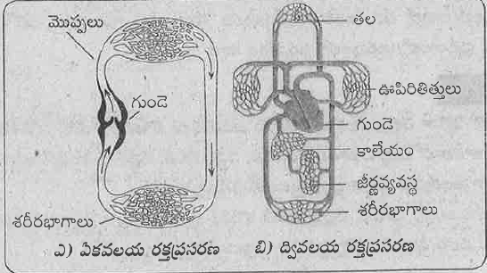 పటం (బి) లో మీ పెన్సిల్ ఊపిరితిత్తుల ద్వరా ఎన్నిసార్లు ప్రయాణించింది?