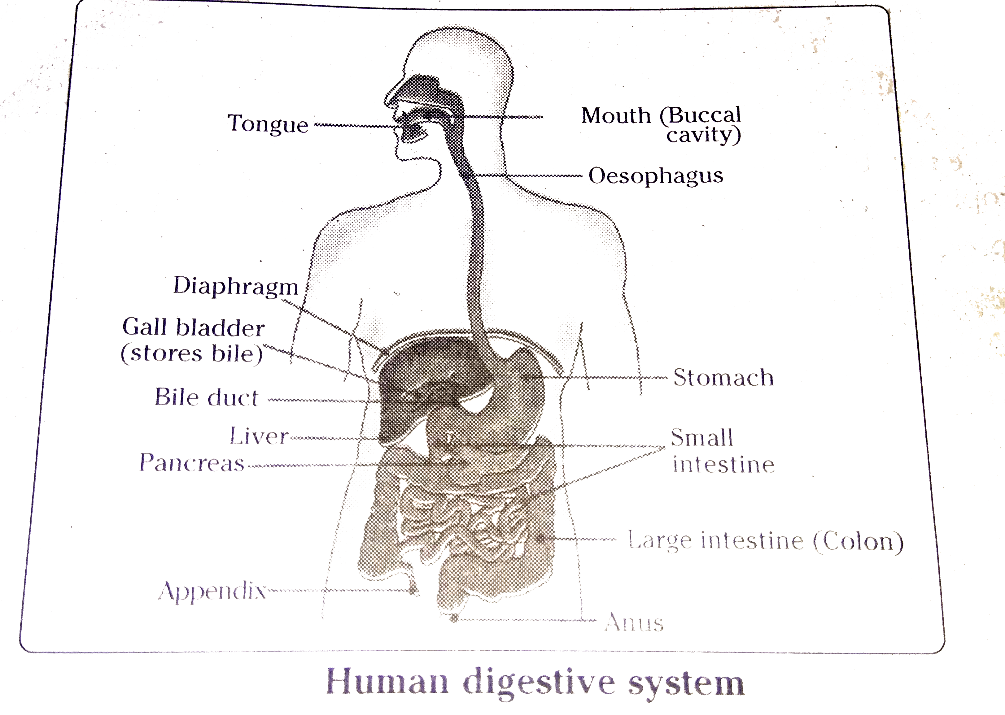 Human digestive system | Description, Parts, & Functions | Britannica