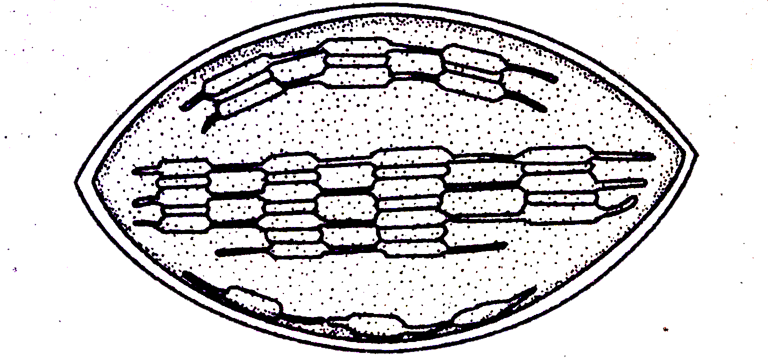 What is the name of the cell organelle?