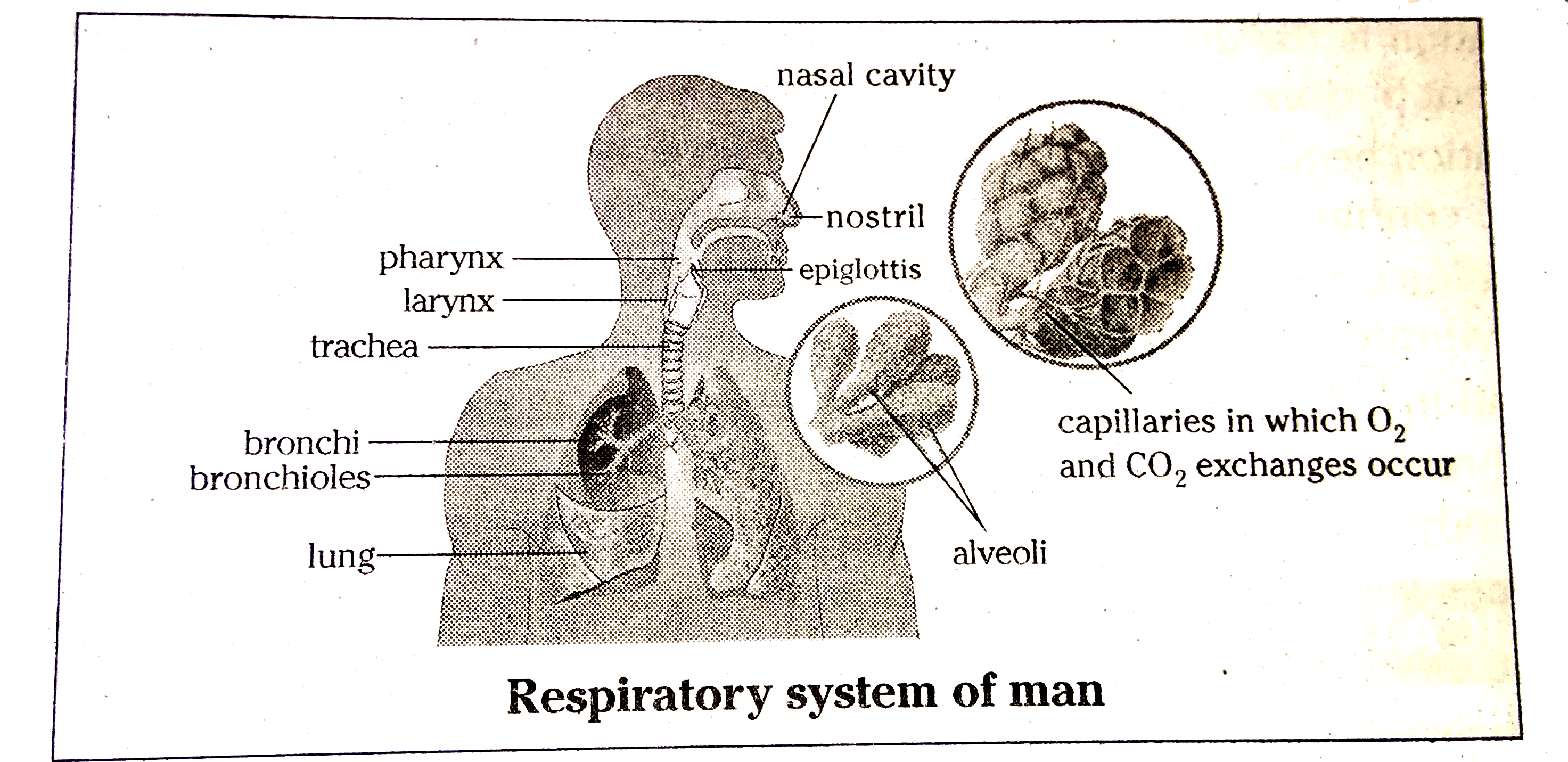 ocr_image