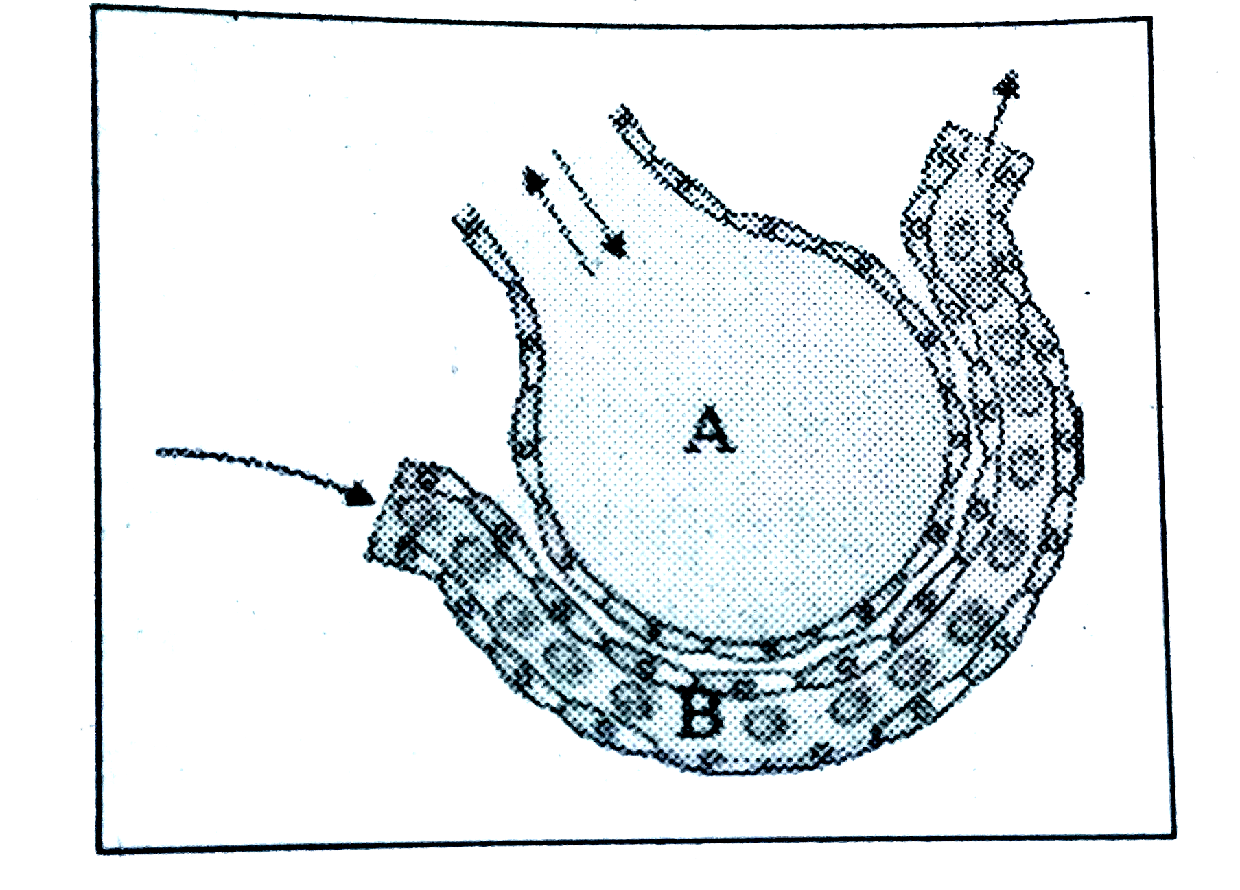 Observe the diagram.      Write the names of the parts of A,B