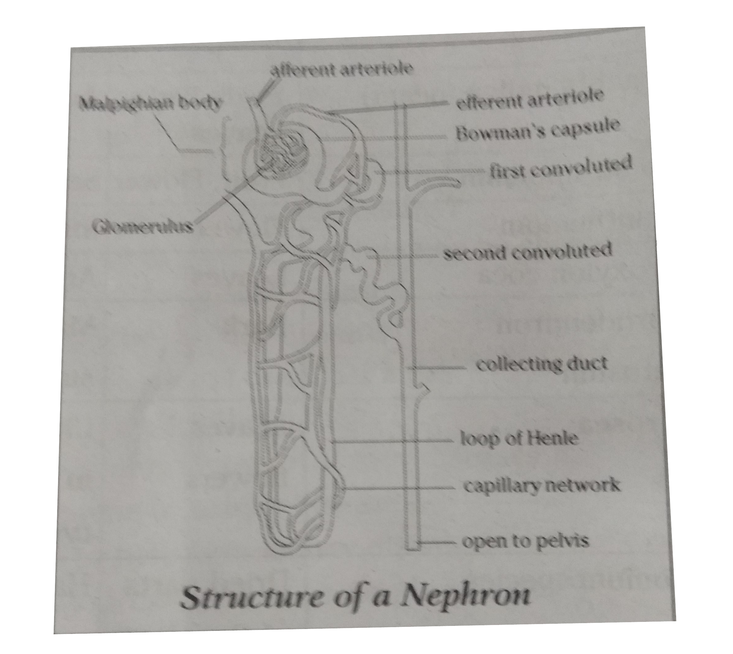 Draw a labelled diagram of nephron