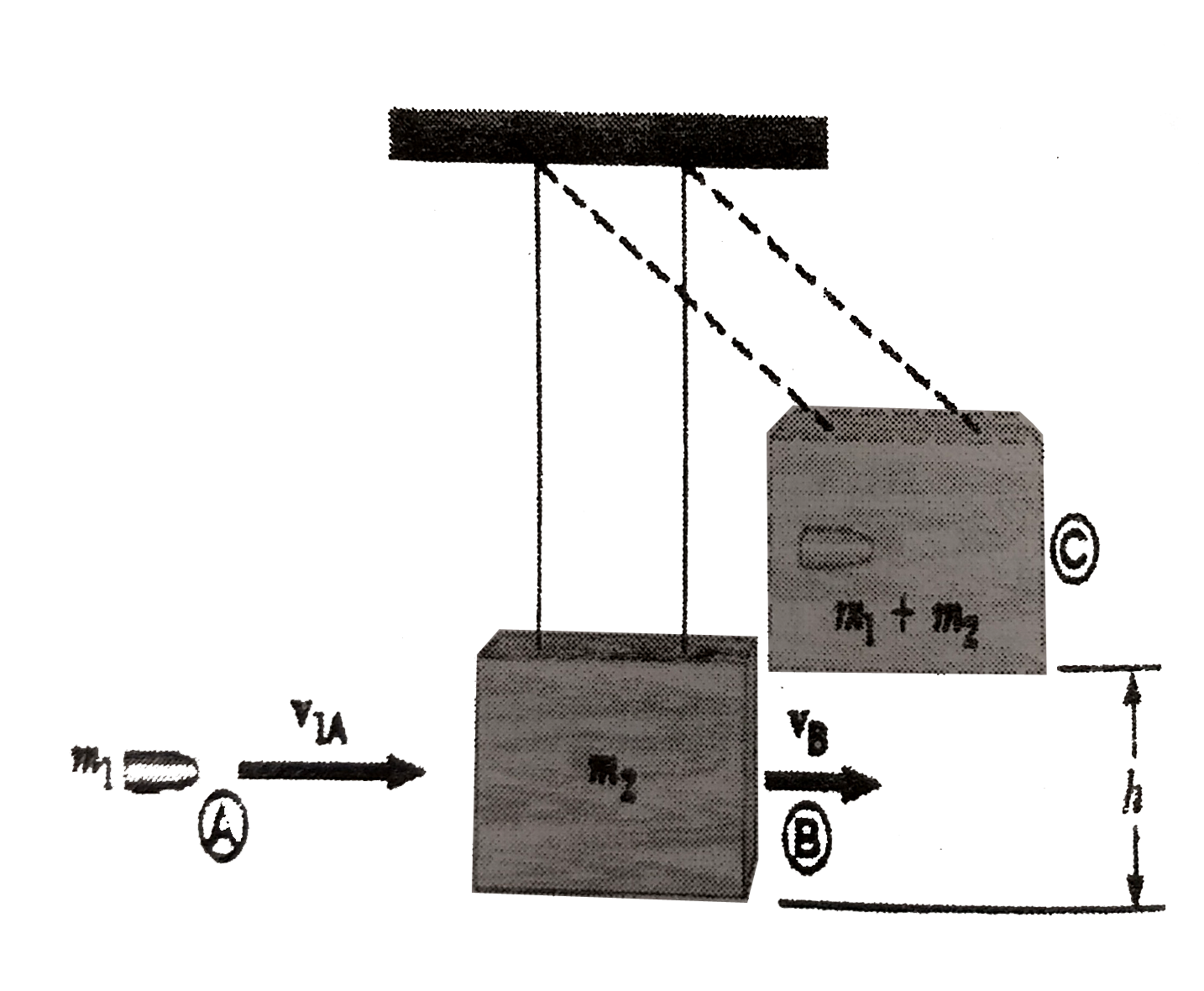 The ballistic pendulum is an apparatus used to measure the speed of a fast moving projectile, such as bullet. A  bullet of mass m(1) is fired into a large block of wood of mass m(2) suspended from light wires. The bullet embeds in the block and the entire system swings through a height h. Determine the initial speed of the bullet in terms of h?