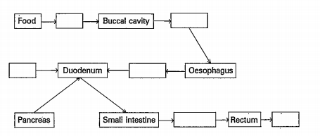 Read and fill the blanks in flow chart and answer the following question?   What are the structures present in small intestine for absorption?