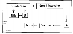 Choose the correct answer and write its letter in the brackets: Fill the following flow chart with correct organs A&B.