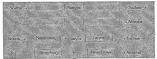 Filling in the blank in the pathway of air from nostrill ot alveolus.