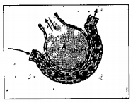 Observe the below diagram.  To which system they are linked with?