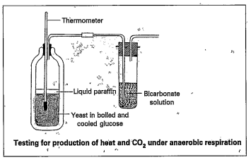 Observe the above diagram and asnwer the following questions.     observe the above diagram and answer the following questions.   Why boiled and cooled glucose is covered with paraffin.   What is the use of adding diazine green to glucose solution ? What change you notice in glucose solution?   Why lime water is used in this experiment.  Why bulb of thermometer is dipped in the glucose water.