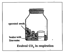 Observe carefully and answer the following questions.   What is the purpose for doing this experiment.